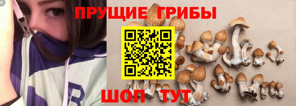Псилоцибиновые грибы прущие грибы Казань